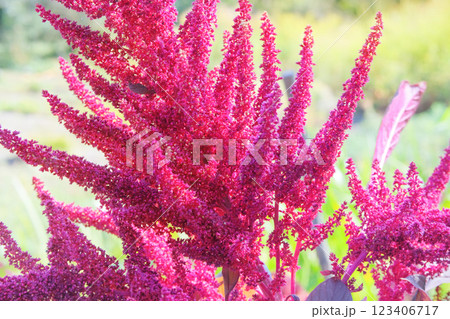 Cottage garden. Amaranthus caudatus of purple color. Growing plant protein in rural garden. Farming. 123406717
