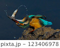 捕食 123406978