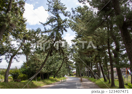 御油の松並木 御油の松並木 123407471