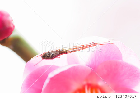 梅の花(唐梅)にアシナガグモの一種 梅の花(唐梅)にアシナガグモの一種 123407617