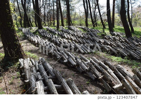 キノコの原木栽培 123407847