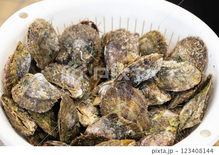 アコヤガイ 123408144