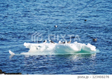 海面に浮かぶ流氷とカモメ 北海道 海面に浮かぶ流氷とカモメ 北海道 123408276