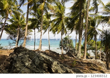 Natural landscape of palm trees, next to the sea, on a beach on the island of Pulau Weh, Sumatra, Indonesia 123408312