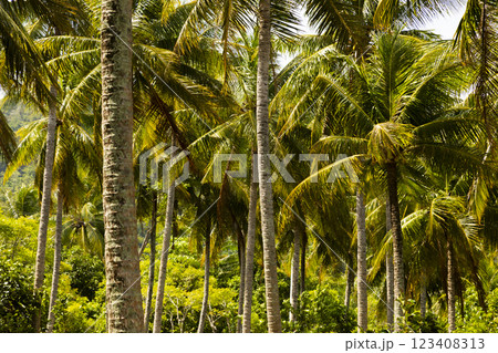 Natural landscape with palm trees on the island of Pulau Weh, Sumatra, Indonesia 123408313