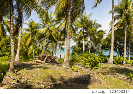 Natural tropical landscape of palm trees, on a sunny day south of the island of Pulau Weh, Sumatra, Indonesia 123408314