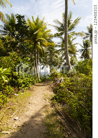 A path crosses a landscape of tropical palm trees, on the island of Pulau Weh, Sumatra, Indonesia 123408315