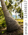 Inclined palm tree, covered with lichens, near the coast, on the island of Pulau Weh, Sumatra, Indonesia 123408317