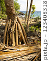 Strong roots of a palm tree on the island of Pulau Weh, Sumatra, Indonesia 123408318
