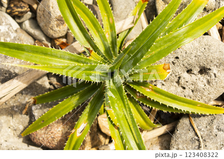 A young specimen from Pandanus Odorifer, growing among dead corals, on a beach on Pulau Weh, Sumatra, Indonesia A young specimen from Pandanus Odorifer, growing among dead corals, on a beach on Pulau Weh, Sumatra, Indonesia 123408322