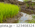 Green rice fields, still sprouts, a cereal cultivation in wet soil, East Java, Indonesia, Southeast Asia 123408324