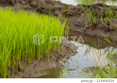 Green rice fields, still sprouts, a cereal cultivation in wet soil, East Java, Indonesia, Southeast Asia Green rice fields, still sprouts, a cereal cultivation in wet soil, East Java, Indonesia, Southeast Asia 123408324