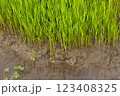 Green rice fields, still sprouts, a cereal cultivation in wet soil, East Java, Indonesia, Southeast Asia 123408325