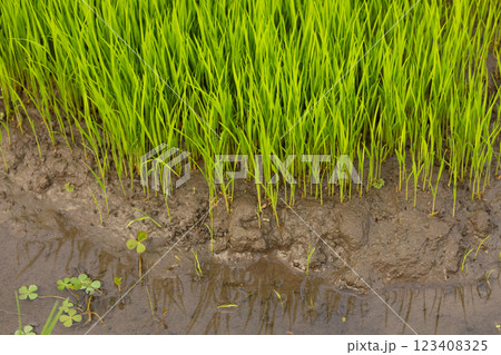 Green rice fields, still sprouts, a cereal cultivation in wet soil, East Java, Indonesia, Southeast Asia Green rice fields, still sprouts, a cereal cultivation in wet soil, East Java, Indonesia, Southeast Asia 123408325