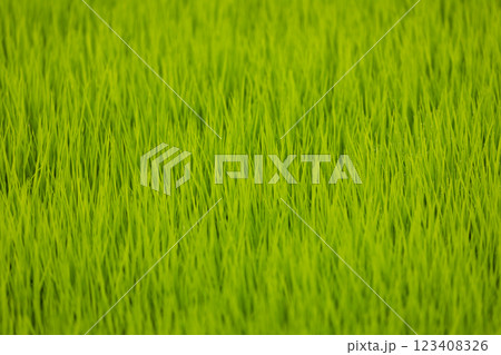 Green rice fields, still sprouts, a cereal cultivation in wet soil, East Java, Indonesia, Southeast Asia Green rice fields, still sprouts, a cereal cultivation in wet soil, East Java, Indonesia, Southeast Asia 123408326