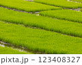Green rice fields, still sprouts, a cereal cultivation in wet soil, East Java, Indonesia, Southeast Asia 123408327