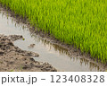 Green rice fields, still sprouts, a cereal cultivation in wet soil, East Java, Indonesia, Southeast Asia 123408328
