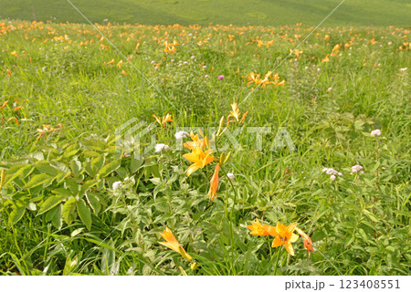 ニッコウキスゲ　長野県霧ヶ峰高原 123408551
