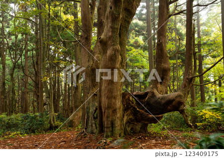 幻想の森の古木 123409175