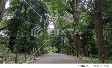 林試の森公園内の緑豊かな道 123409440