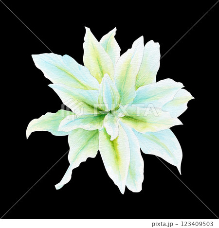 White lily flower watercolor illustration isolated on black. High quality clip art perfect for cards, posters, stickers, Easter, Passover, Holy Thursday, christening baptism wedding church decor 123409503