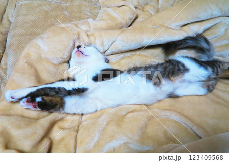 縞三毛猫の子猫のかわいらしく愛らしい姿 123409568