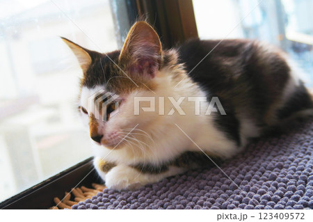 縞三毛猫の子猫のかわいらしく愛らしい姿 123409572