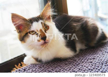 縞三毛猫の子猫のかわいらしく愛らしい姿 縞三毛猫の子猫のかわいらしく愛らしい姿 123409573