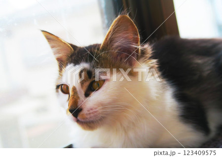 縞三毛猫の子猫のかわいらしく愛らしい姿 123409575