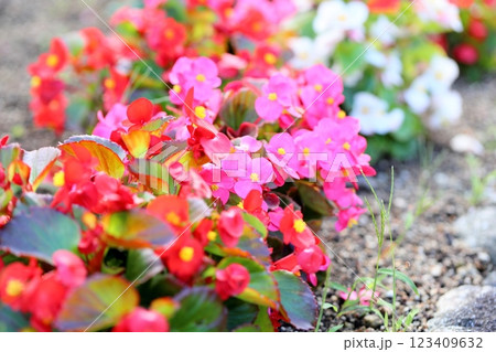 可愛い ベゴニアの花 可愛い ベゴニアの花 123409632