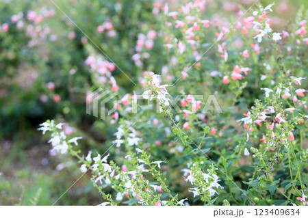 可愛い サルビア コネクシアの花 可愛い サルビア コネクシアの花 123409634