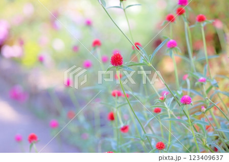 可愛い センニチコウの花 可愛い センニチコウの花 123409637