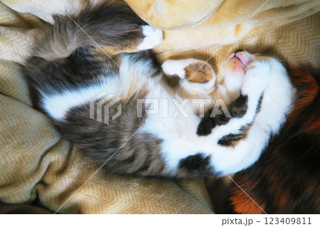 縞三毛猫の子猫のかわいらしく愛らしい姿 123409811