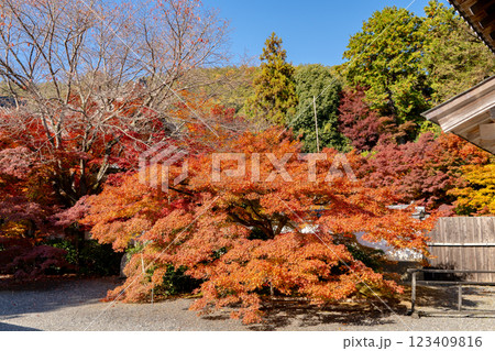 京都市左京区岩倉上蔵町　岩倉山　実相院門跡（岩倉御殿）　山門の紅葉 123409816