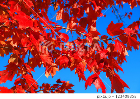 赤く紅葉した葉と青空のきれいな風景 123409858