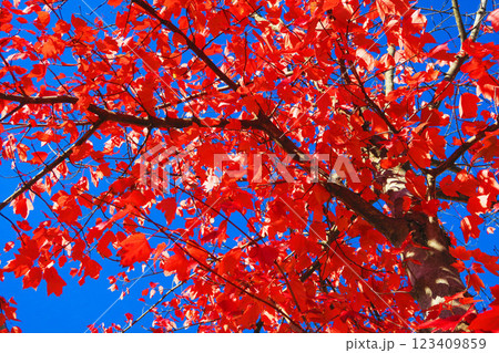 赤く紅葉した葉と青空のきれいな風景 123409859