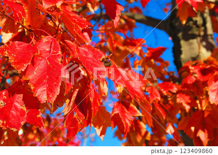赤く紅葉した葉と青空のきれいな風景 123409860