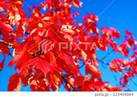赤く紅葉した葉と青空のきれいな風景 123409864