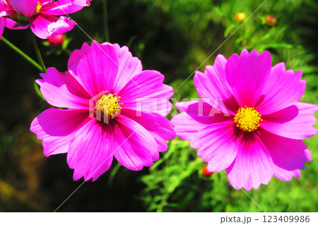 コスモス畑の満開のコスモスの美しい風景 コスモス畑の満開のコスモスの美しい風景 123409986
