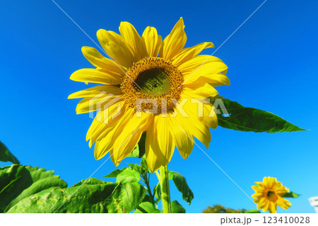 都市農業公園（東京都足立区）で秋に咲いていたヒマワリの風景 123410028