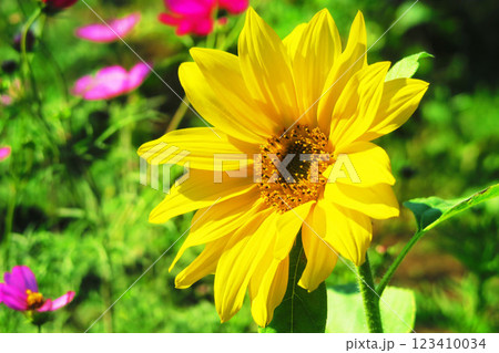 都市農業公園（東京都足立区）で秋に咲いていたヒマワリの風景 123410034