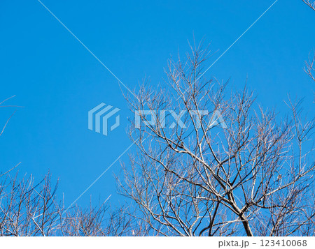 冬の雲一つ無い青空と葉の無い枝02 123410068