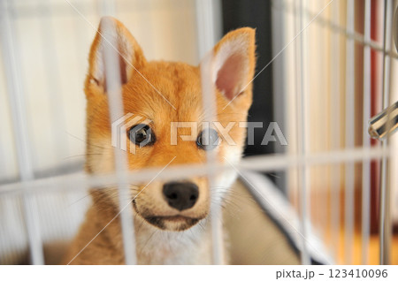 0歳 0歳 123410096