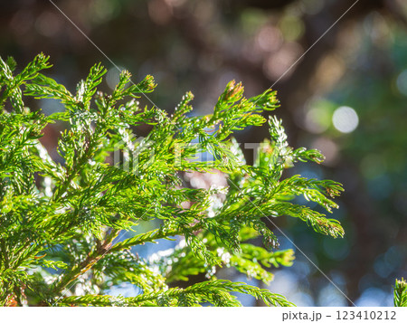 冬の杉の葉クローズアップ19 冬の杉の葉クローズアップ19 123410212