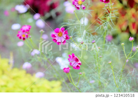 爽やか　コスモスの花 123410518