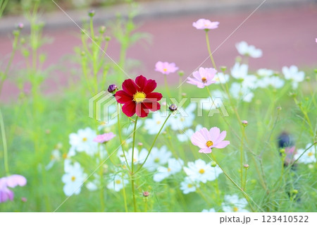 爽やか コスモスの花 爽やか コスモスの花 123410522