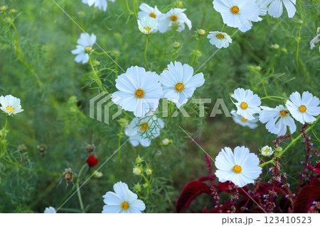 爽やか　コスモスの花 123410523