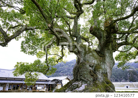 全国で第5位の大きさを誇る川古の大楠（佐賀県武雄市 ） 123410577