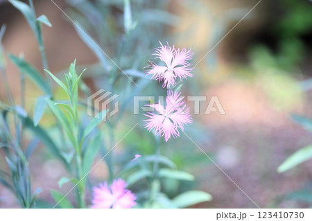 可愛い　カワラナデシコの花　秋の七草 123410730