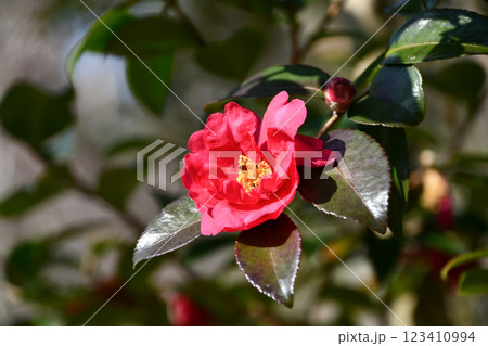 サザンカ Sasanqua サザンカ Sasanqua 123410994